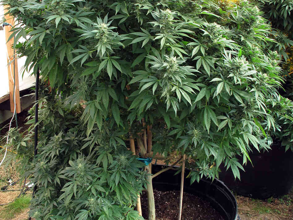 A marijuana plant