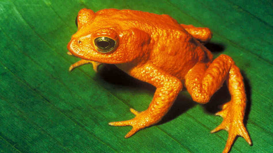 A study finds that more than 800 species of vertebrates are moving closer to going the way of the golden toad. A study finds that more than 800 species of vertebrates are moving closer to going the way of the golden toad.