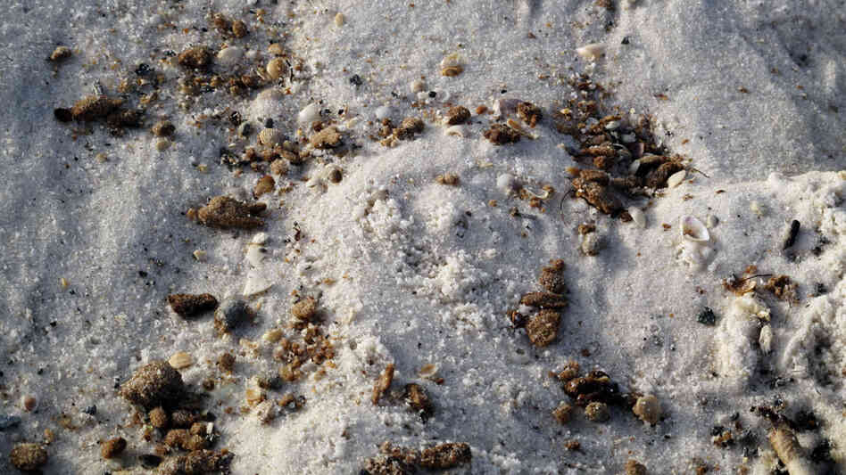 The waves deposit tar balls along with shells on the white sand beaches in Orange Beach, Ala. 