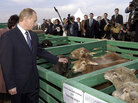 Then-Russian President Vladimir Putin visits farm outside Saratov in 2004 Then-Russian President Vladimir Putin visits farm outside Saratov in 2004