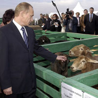 Then-Russian President Vladimir Putin visits farm outside Saratov in 2004