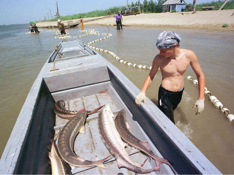 Fisherman near Astrakhan looks at sturgeon lying in a boat