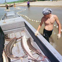 Fisherman near Astrakhan looks at sturgeon lying in a boat