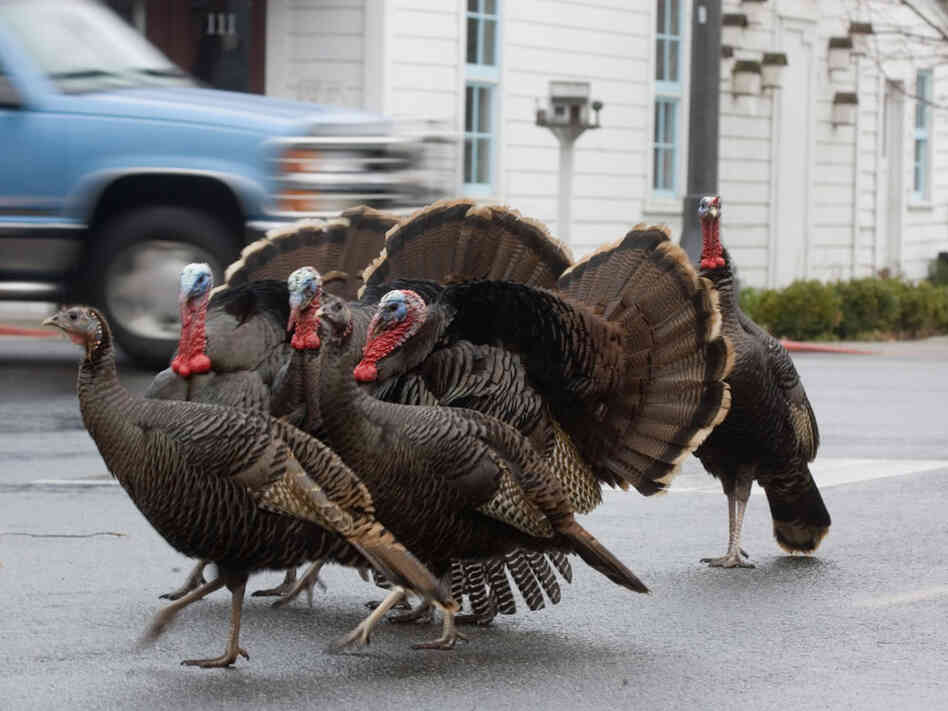 Wild turkeys cross a street in La Conner, Washington Wild turkeys cross a street in La Conner, Washington