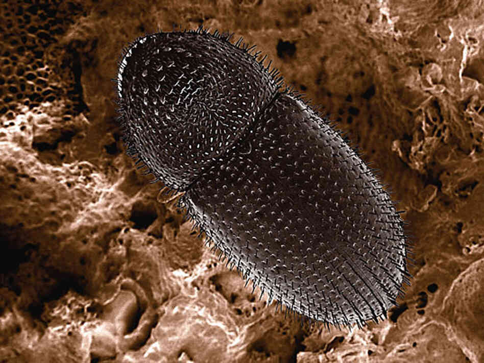 Destructive Bug Infests Hawaii's Kona Coffee Fields NPR