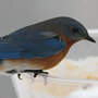 bluebird bluebird