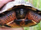 Wood turtle. Wood turtle.