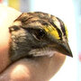 Bird banding