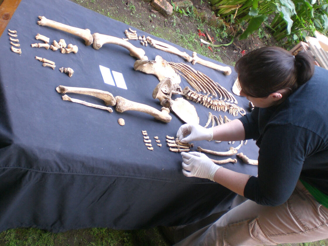 A researcher arranges bones of a mountain gorilla skeleton.