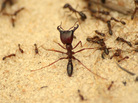 A swarm of ants invaded the burial site during the excavation of Umugisha. A swarm of ants invaded the burial site during the excavation of Umugisha.
