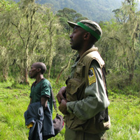 Jean Bosco Bizimuremyi (right) navigates through the forest near volcano Visoke.