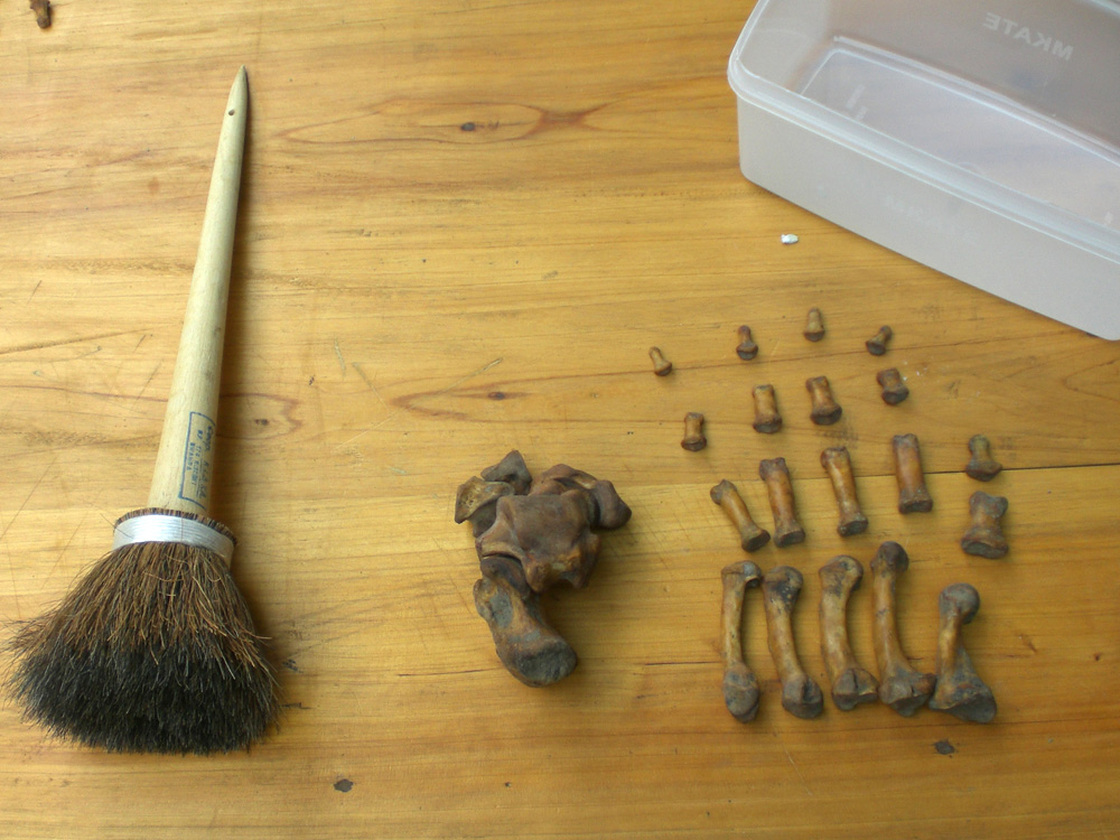 The gorilla bones must be painstakingly brushed to remove soft tissue and fats.