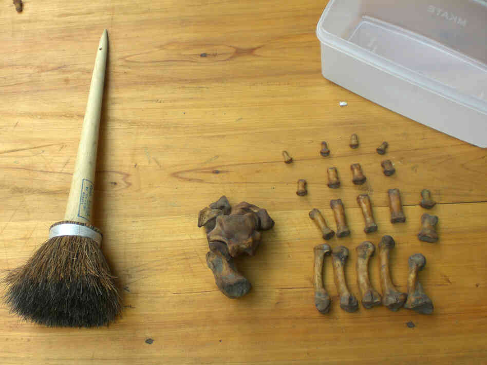 The gorilla bones must be painstakingly brushed to remove soft tissue and fats.