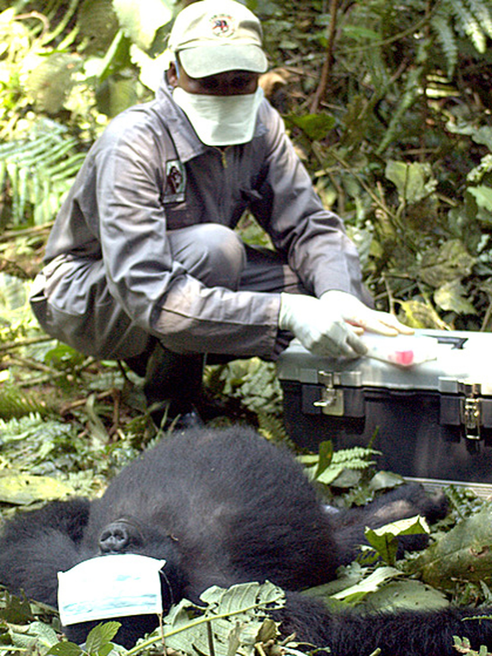 A vet treats a gorilla for life threatening injuries.