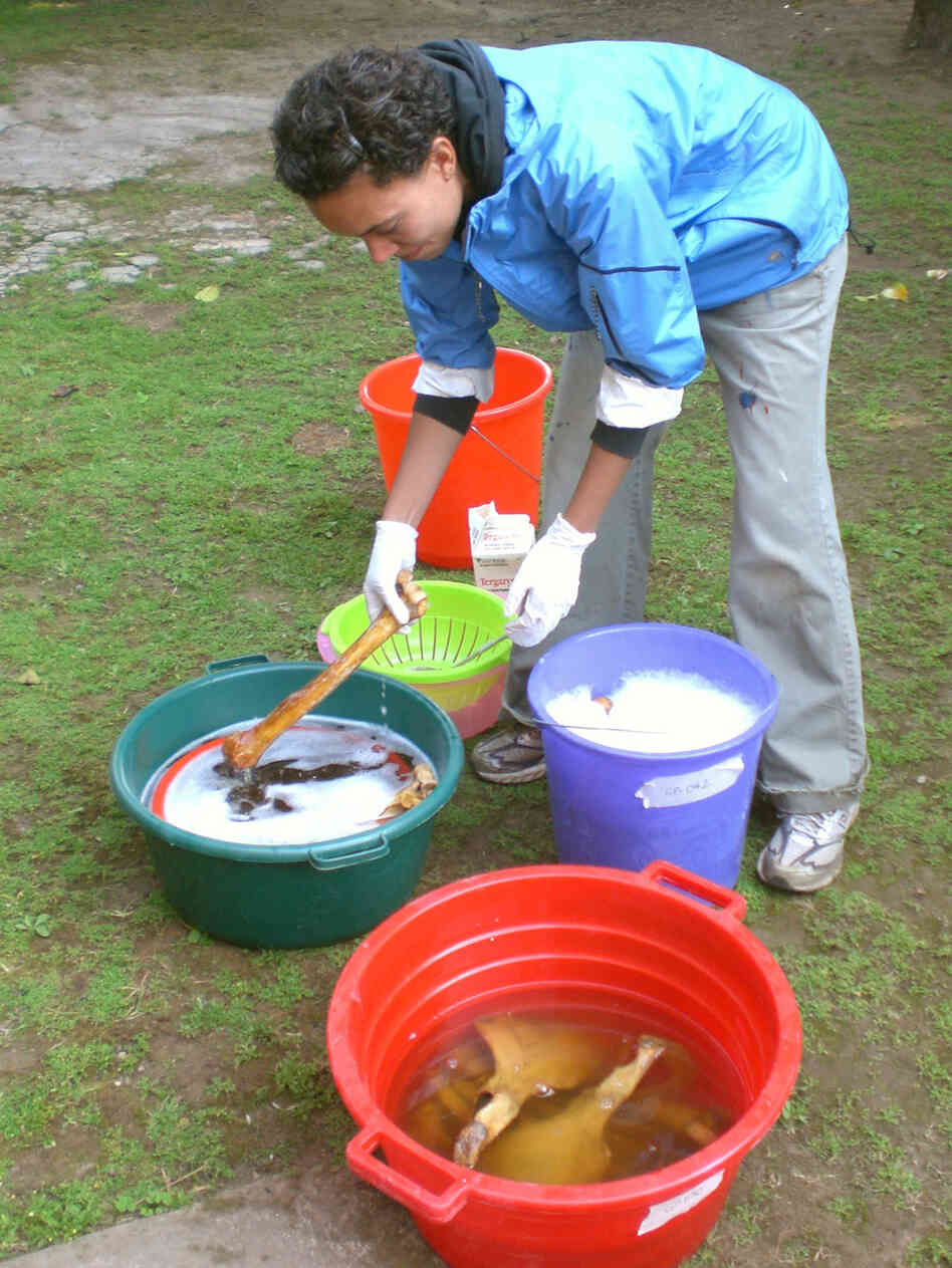 Erin Marie strains the cleaned gorilla bones to catch any fragments that may have come loose.