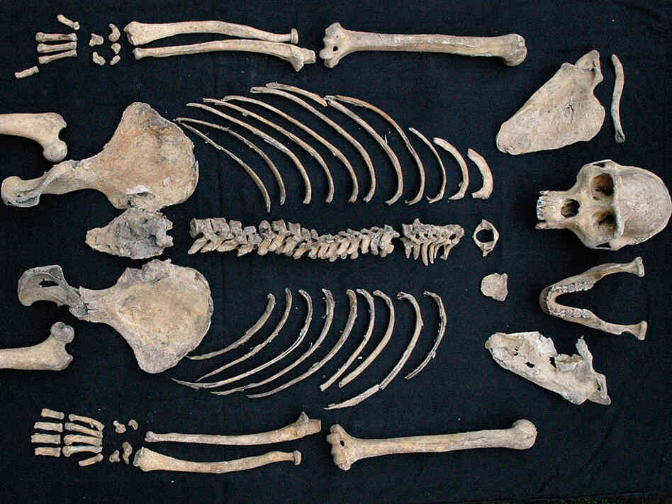 A female mountain gorilla skeleton.