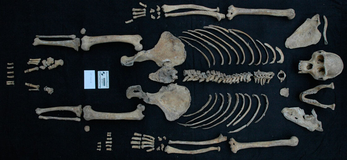 A female mountain gorilla skeleton.