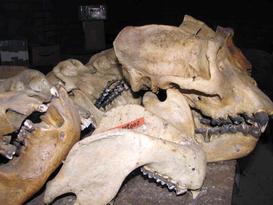 A closeup of a gorilla skull used for research.
