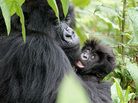 A mother mountain gorilla holds her infant close in their Rwandan forest home. A mother mountain gorilla holds her infant close in their Rwandan forest home.