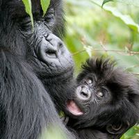 A mother mountain gorilla holds her infant close in their Rwandan forest home.