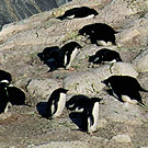 Nesting Adelie penguin colony at Cape Royds