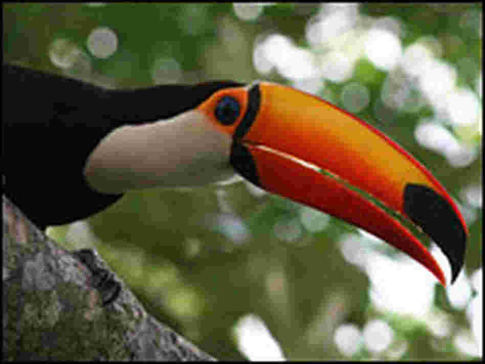Adult Toco toucan in the Pantanal.