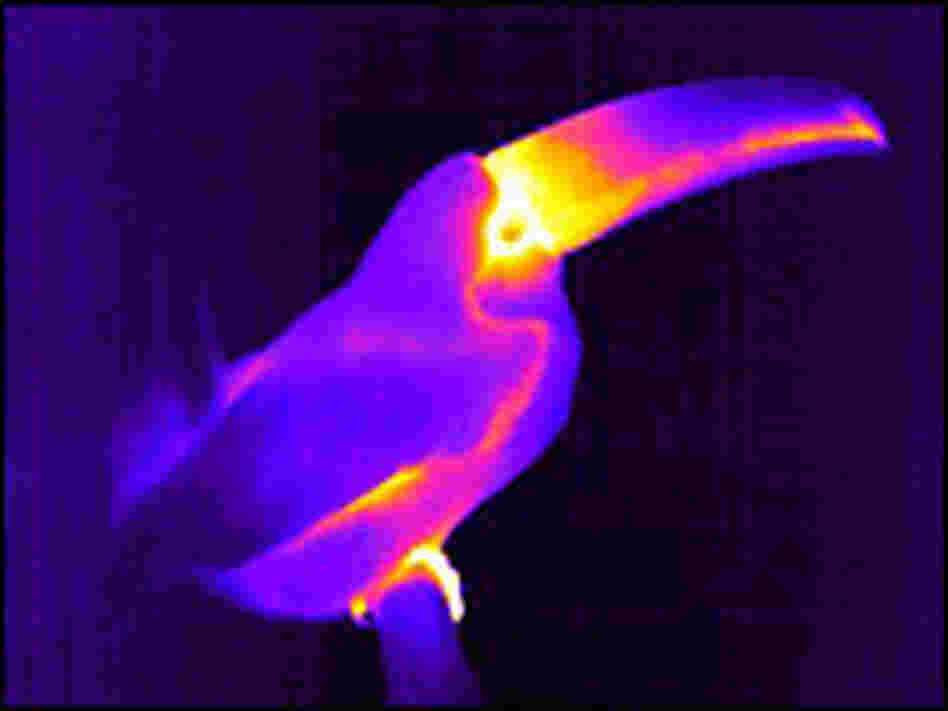 A toucan as seen with infrared thermography.