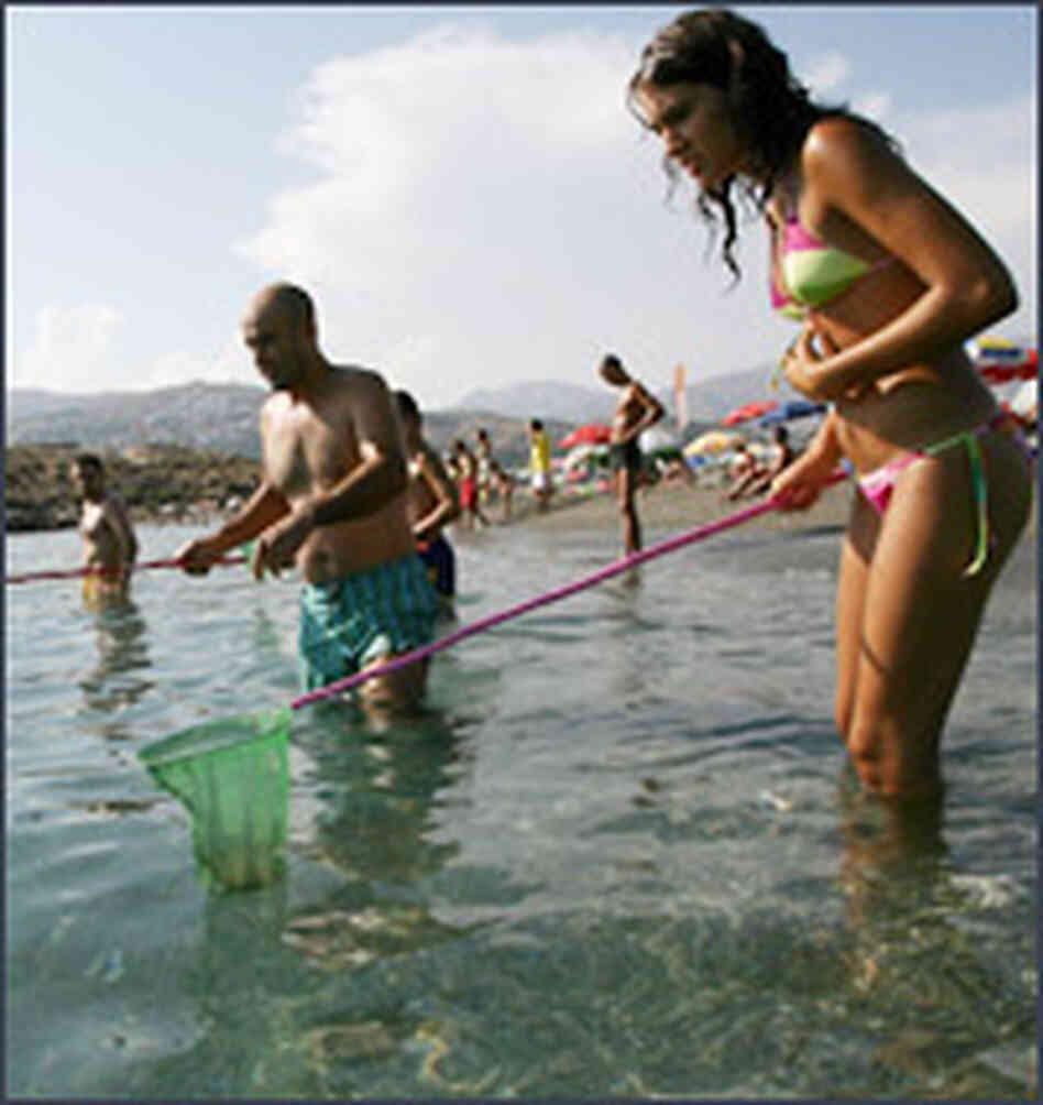 Vacationers try to catch jellyfish at the beach in Salobrena, Spain, Aug. 7, 2006. Vacationers try to catch jellyfish at the beach in Salobrena, Spain, Aug. 7, 2006.