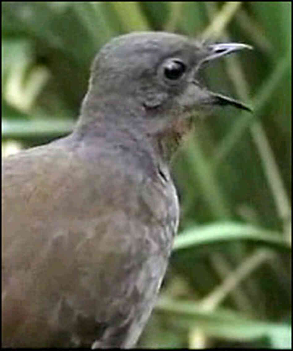 A lyrebird calls out. A lyrebird calls out.