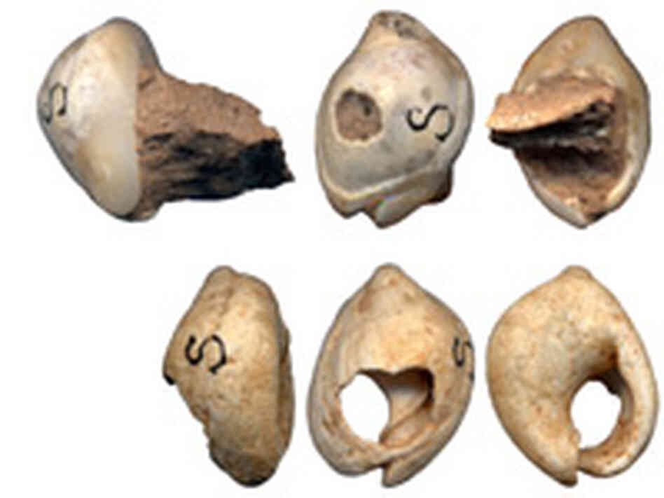 The two perforated shell beads found in Israel, shown at different angles.