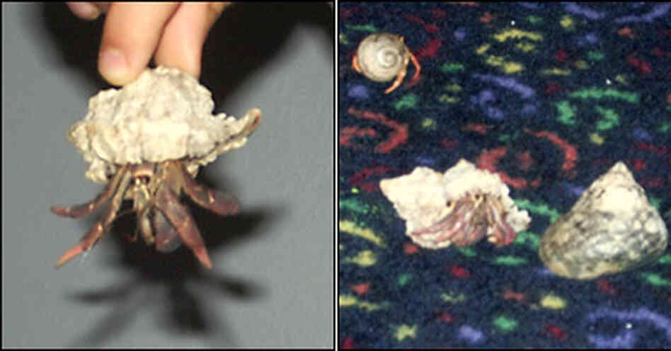 Hermit crabs Hermit crabs