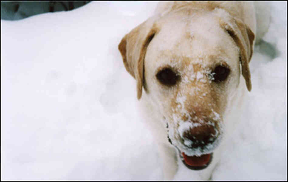 Sora Newman's dog Carson. Sora Newman's dog Carson.