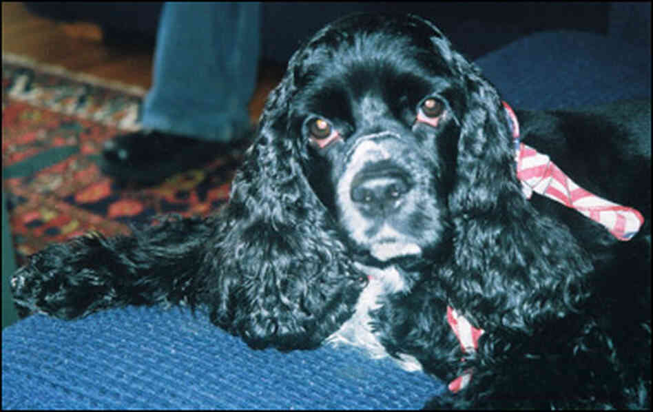 Davar Ardalan's dog Lucy. Davar Ardalan's dog Lucy.