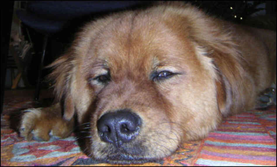 Elizabeth Shogren's dog Trekker Elizabeth Shogren's dog Trekker