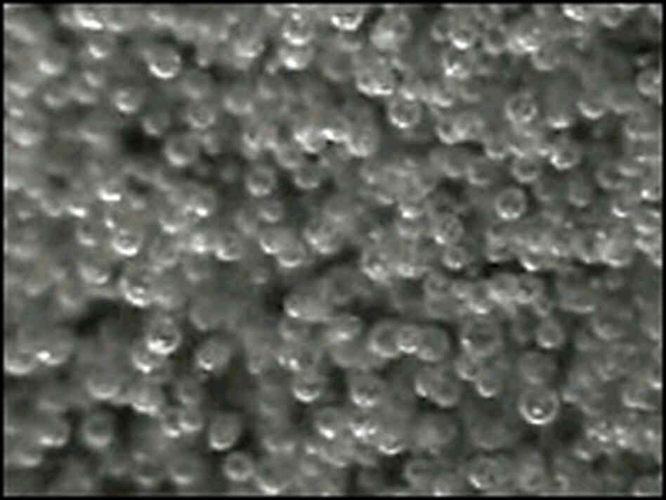 Bubbles in a pint of Guinness: Do they go up or down? Bubbles in a pint of Guinness: Do they go up or down?