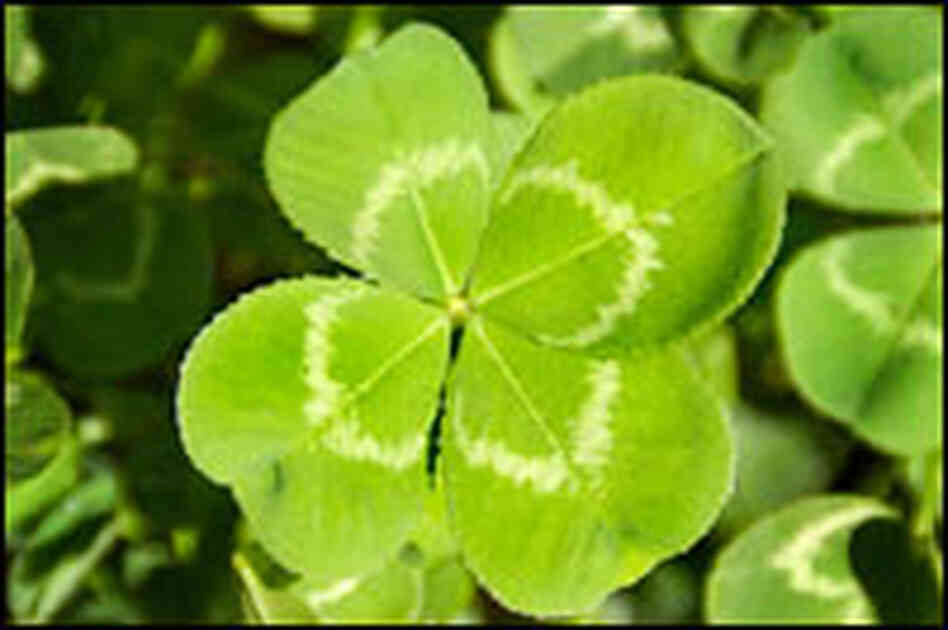 Four-leaved clover Four-leaved clover