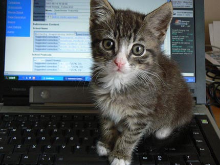 Cute cat sitting on laptop.