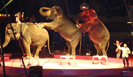 Three elephants at the circus.