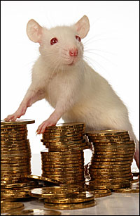A Mouse/Rat and his Money. Photo: iStockphoto.com.
