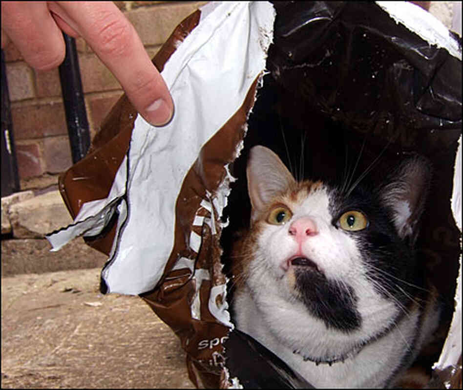 A cat sits in a bag; his owner doesn't approve A cat sits in a bag; his owner doesn't approve