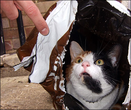 A cat sits in a bag; his owner doesn't approve