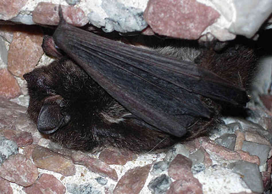 Friendly Scientist Identifies NPR's Pet Bat The Bryant Park Project NPR