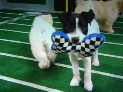 Puppy Bowl dog
