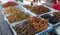 bug marketplace