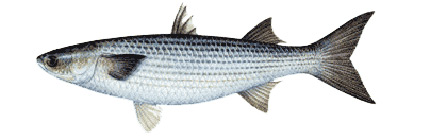 Mullet Toss