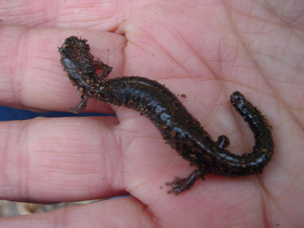 Northern Dusky Salamander