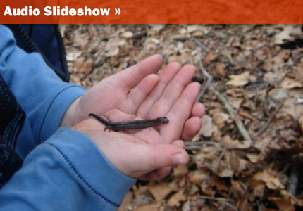 Northern Dusky Salamander