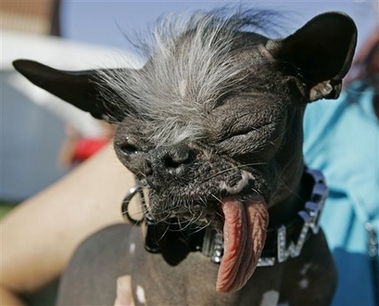 ugly%20dog.jpg