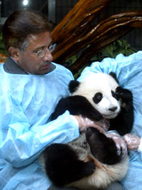 Pakistani strongman panda