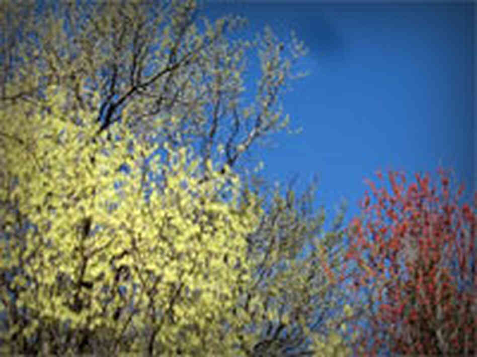 sky trees sky trees